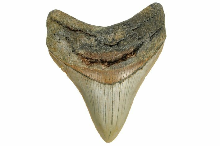 Fossil Megalodon Tooth - North Carolina #165436